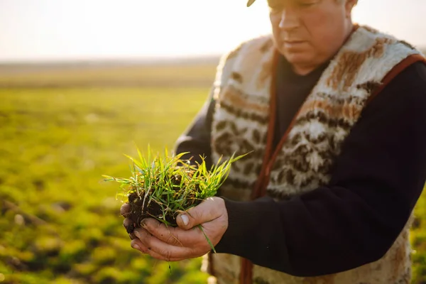 Young Green Wheat Seedlings Hands Farmer Concept Agricultural Business — Stock Photo, Image