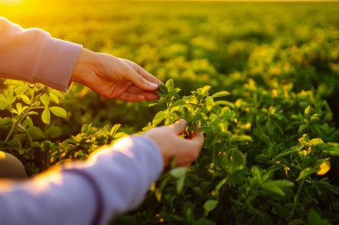 Farmer hand touches green lucerne in the field at sunset. Field of fresh grass growing.