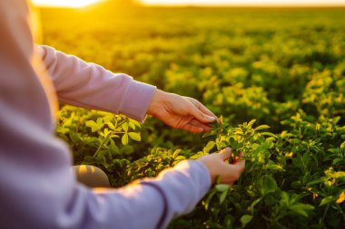 Farmer hand touches green lucerne in the field at sunset. Field of fresh grass growing.