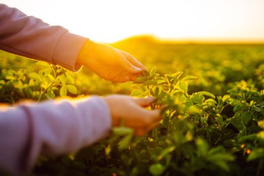 Farmer hand touches green lucerne in the field at sunset. Field of fresh grass growing.