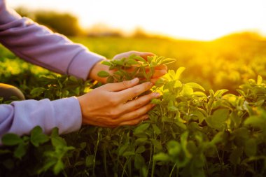 Farmer hand touches green lucerne in the field at sunset. Field of fresh grass growing.