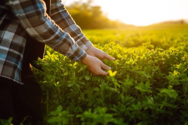 Farmer hand touches green lucerne in the field at sunset. Field of fresh grass growing.