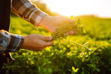 Farmer hand touches green lucerne in the field at sunset. Field of fresh grass growing.