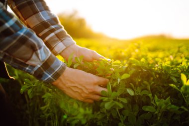 Farmer hand touches green lucerne in the field at sunset. Field of fresh grass growing.