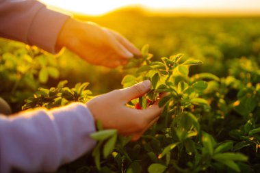 Farmer hand touches green lucerne in the field at sunset. Field of fresh grass growing.