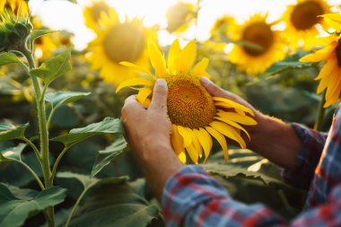 Farmer standing in the sunflower field, looking at sunflower seeds. Harvesting, organic farming concept