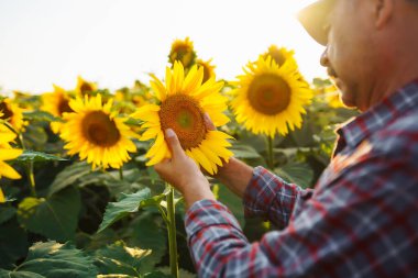 Farmer standing in the sunflower field, looking at sunflower seeds. Harvesting, organic farming concept