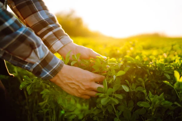 Αγρότης Χέρι Αγγίζει Πράσινο Lucerne Στο Πεδίο Κατά Ηλιοβασίλεμα Καλλιέργεια — Φωτογραφία Αρχείου