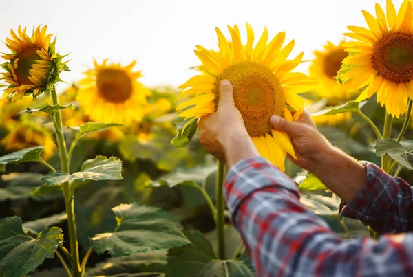 Farmer standing in the sunflower field, looking at sunflower seeds. Harvesting, organic farming concept