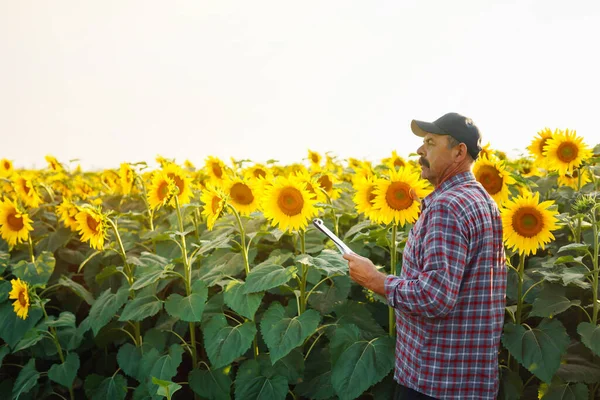 Farmer Standing Sunflower Field Looking Sunflower Seeds Harvesting Organic Farming — Stock Photo, Image