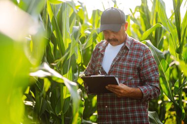 Farmer standing in corn field examining crop. Growth nature harvest. Agriculture farm.