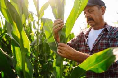 Farmer standing in corn field examining crop. Growth nature harvest. Agriculture farm.