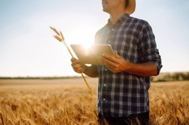 Farmer on a wheat field with a tablet in his hands. Smart farm. Agriculture, gardening or ecology concept