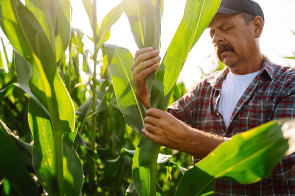 Farmer Standing Corn Field Examining Crop Growth Nature Harvest Agriculture — Fotografia de Stock