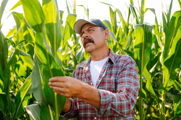 Farmer standing in corn field examining crop. Growth nature harvest. Agriculture farm.