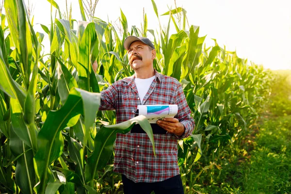 Farmer Standing Corn Field Examining Crop Growth Nature Harvest Agriculture — Fotografia de Stock