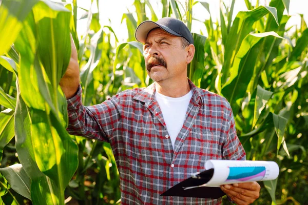 Farmer standing in corn field examining crop. Growth nature harvest. Agriculture farm.