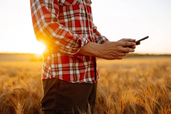 Farmer Wheat Field Tablet His Hands Smart Farm Agriculture Gardening — Foto Stock