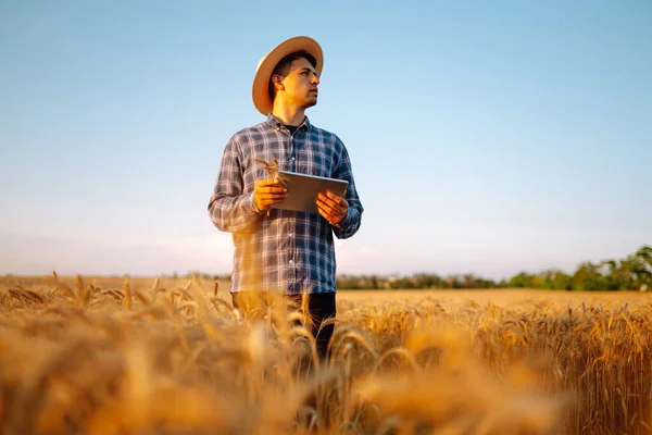 Farmer Wheat Field Tablet His Hands Smart Farm Agriculture Gardening — Stok fotoğraf