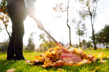 Rake with fallen leaves in autumn. Harvesting autumn leaves. Volunteering, cleaning, and ecology concept. Seasonal gardening.