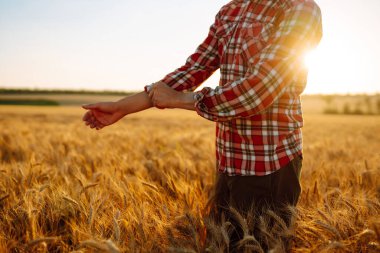Man with his back to the viewer In A Field Of Wheat Touched By The Hand Of Spikes In The Sunset Light. The concept of the agricultural business.
