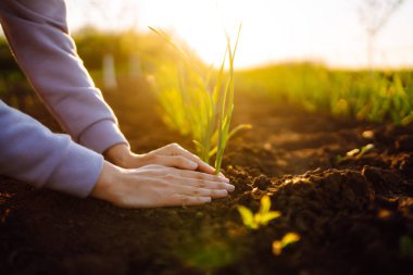 The farmer considers young wheat in the field. Green wheat growing in soil. The concept of the agricultural business.