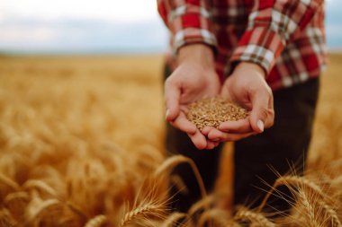 Bir çiftçinin elleri buğday tarlasında bir avuç dolusu tahıl tutuyor. Tarım, bahçıvanlık veya ekoloji kavramı.