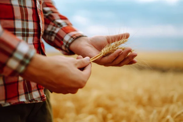 Wheat sprouts in a farmer\'s hand. Growth nature harvest. Agriculture farm.