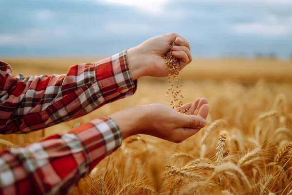 Hands Farmer Close Holding Handful Wheat Grains Wheat Field Agriculture — Stock Photo, Image