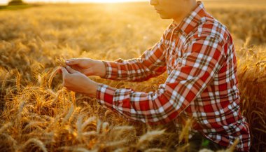 Buğday kalitesi kontrolü. Buğday tarlasında gün batımında buğday kulaklı bir çiftçi. Hasat. Tarım işi..