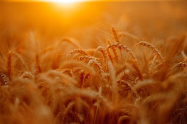 Altın buğday kulakları yakında. Büyüyen doğa hasadı. Tarım çiftliği.