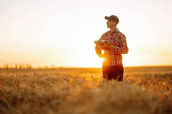 Wheat quality check. Farmer with ears of wheat at sunset in a wheat field. Harvesting. Agro business.