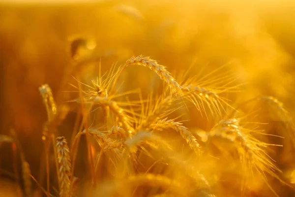 Ears of golden wheat close up. Growth nature harvest. Agriculture farm.