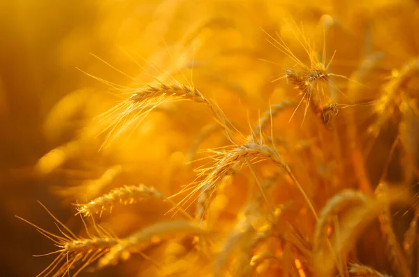 Ears of golden wheat close up. Growth nature harvest. Agriculture farm.