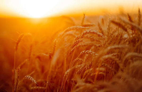 Ears of golden wheat close up. Growth nature harvest. Agriculture farm.