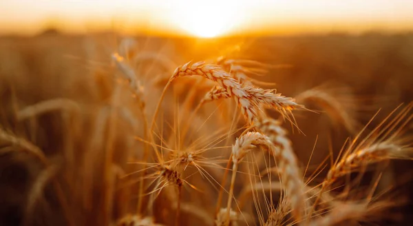 Öron Gyllene Vete Nära Håll Tillväxt Natur Skörd Jordbruksföretag — Stockfoto