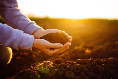 Bitki veya bitki tohumu yetiştirmeden önce toprak sağlığını kontrol eden bir çiftçi eli. İş ya da ekoloji kavramı.