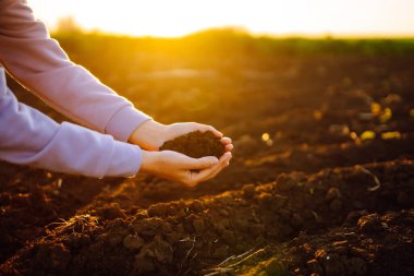 Bitki veya bitki tohumu yetiştirmeden önce toprak sağlığını kontrol eden bir çiftçi eli. İş ya da ekoloji kavramı.