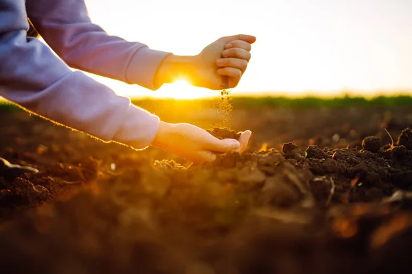 Expert hand of farmer checking soil health before growth a seed of vegetable or plant seedling. Business or ecology concept.