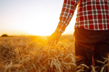 Günbatımındaki çivilerin dokunduğu buğday tarlasında Sırtı İzleyiciye Dönen Adam 'ın Harika Manzarası.