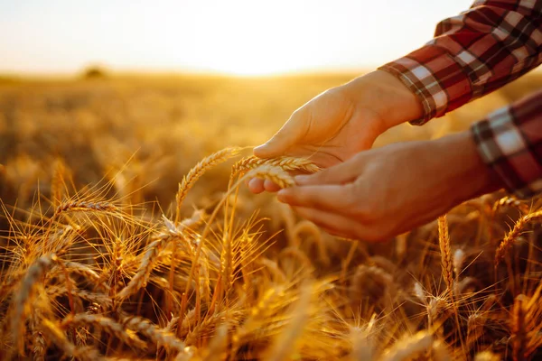 Controllo Qualità Grano Coltivatore Con Spighe Campo Grano Raccolta Settore — Foto Stock