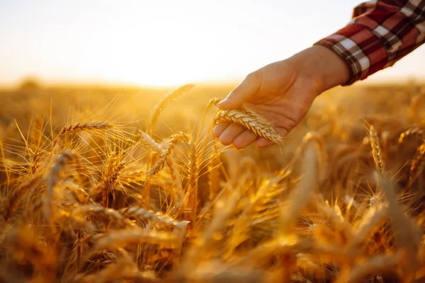 Проверка Качества Пшеницы Фермер Колосьями Пшеницы Пшеничном Поле Сбор Урожая — стоковое фото