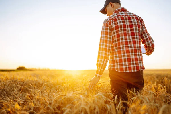 Vista Incrível Com Homem Costas Para Espectador Campo Trigo Tocado — Fotografia de Stock