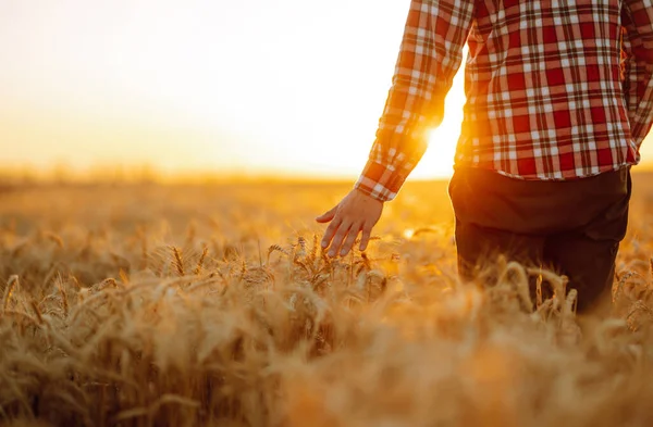 夕日の光に照らされた小麦畑の中で 背中を持つ男と素晴らしい景色 — ストック写真