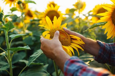 Ayçiçeği tarlasında dikilen çiftçi ayçiçeği tohumlarına bakıyor. Tarım sektörü kavramı. 