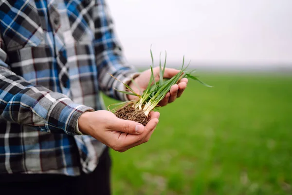 Bibit Gandum Hijau Muda Tangan Seorang Petani Konsep Pertanian Kebun — Stok Foto