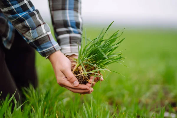 Young Green Wheat Seedlings Hands Farmer Agriculture Gardening Ecology Concept — Stock Photo, Image