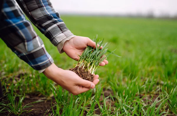 Young Green wheat seedlings in the hands of a farmer.  Agriculture, gardening or ecology concept.