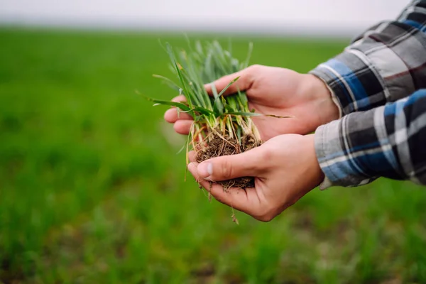 Young Green Wheat Seedlings Hands Farmer Agriculture Gardening Ecology Concept — Stock Photo, Image