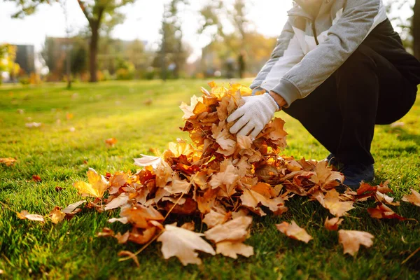 Hombre Limpia Parque Otoño Hojas Amarillas Concepto Voluntariado Limpieza Ecología —  Fotos de Stock